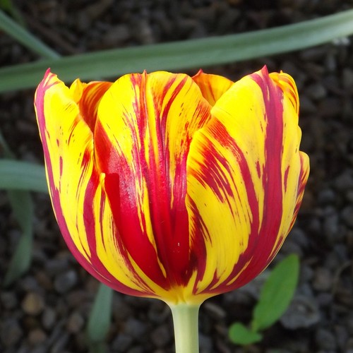Tulpen - (◕‿◕)\@,