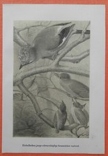  Eichelhäher Garrulus