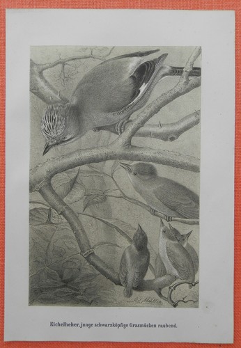Eichelhäher garrulus - ,