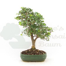 BONSAI Japanische Ulme 'Ulmus japonica' Pflegeleicht & Anfängergeeignet