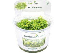 Teichlebermoos - Riccia
