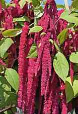 roter Garten-Fuchsschwanz Samen, Love lies bleeding, Amaranth
