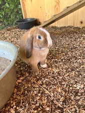 Waldboden, Einstreu, Kaninchen, Meerschweinchen, Kleintiere 11kg (ca. 60 Liter)