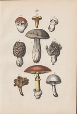PILZE Steinpilz Morchel Pfifferling Herrenpilz LITHOGRAPHIE von 1885