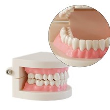 Standard Zahnmodell für