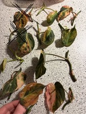 Philodendron Micans Aurea