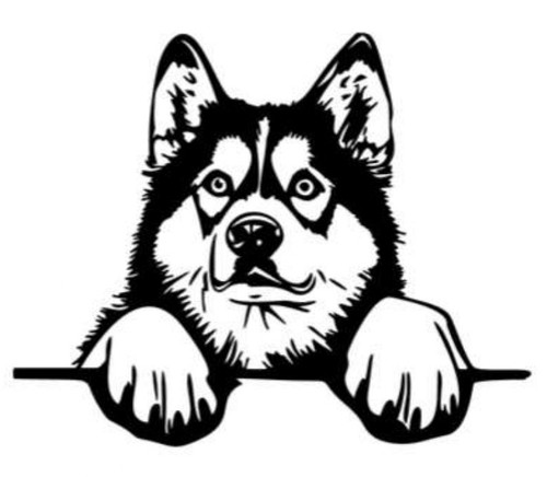 Husky hund rasse tier - hund,, rasse,