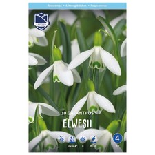 Lefeber Blumenzwiebeln Schneeglöckchen Galanthus Elwesii (10 Stück)