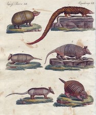 Gürteltiere Schuppentier