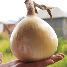 30+ Samen Zwiebel  "Typ