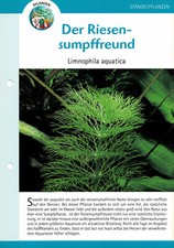 Der Riesensumpffreund Limnophila aquatica / Aquariuminfokarte