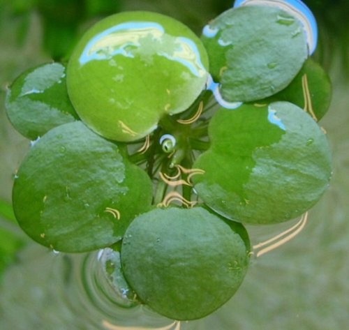 Schwimmpflanzen limnobium - schwimmpflanzen,