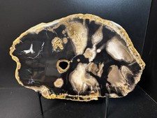 versteinertes holz scheibe