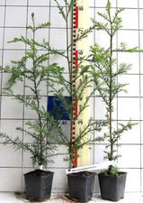 Sequoia sempervirens  -