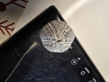 Seeigel Galerites Steinkern