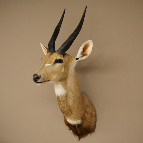 Buschbock antilope afrika kopf - antilope,