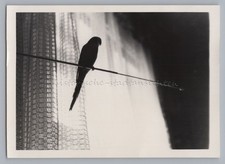 Vogel vmtl. Wellensittich