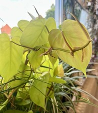 Philodendron scandens