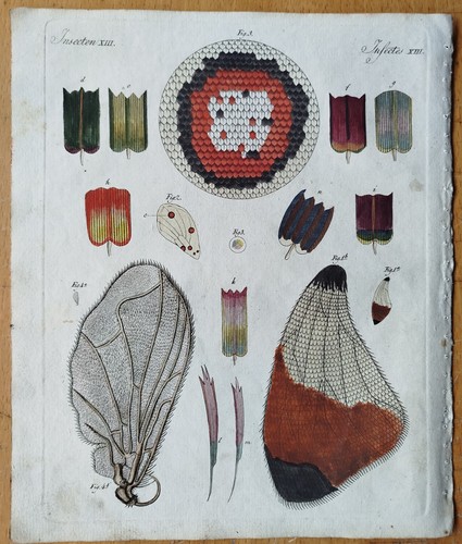 Mikroskopie schmetterling - mikroskopie,