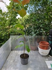 Magnolie, Magnolia cylindrica