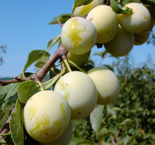 Bellamira mirabelle - (s),