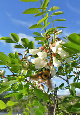 Robinie Robinia pseudoacacia Pflanze 15-20cm weiße Scheinakazie Schotendorn