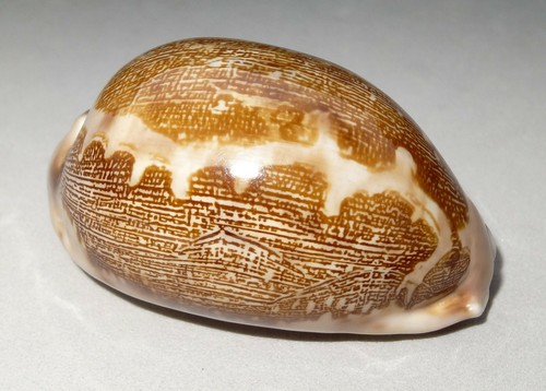 shell muschel