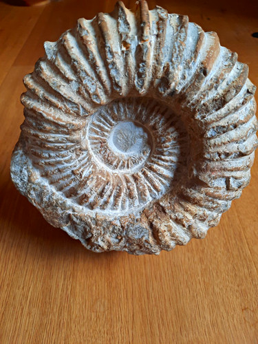 Ammonit fossil schnecke - ammonit, aus