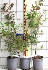 Acer palmatum  "Deshojo"   -  farbenfroher Japanahorn