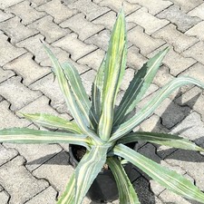 Agave americana v. striata