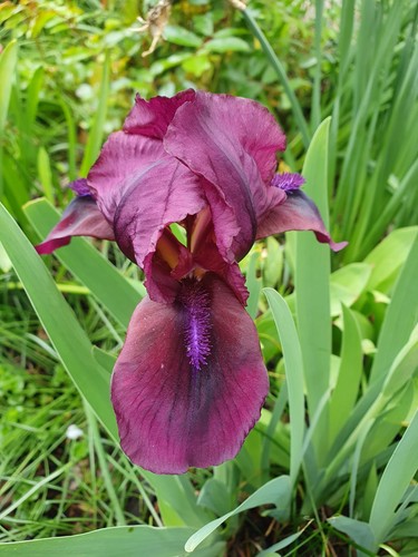 Schwertlilie blütenfarbe - schwertlilie,,