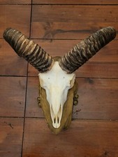 Mufflon Widder Geweih