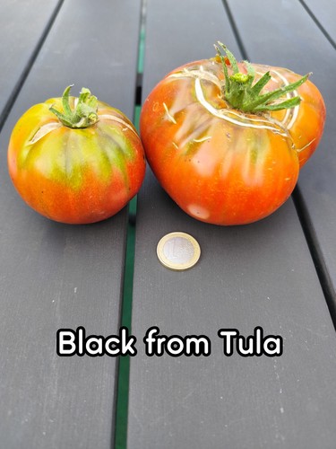 Tomatensamen black from - |,