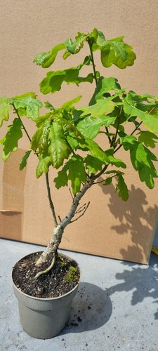 Eichen prebonsai eichenbaum - ,