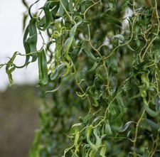 Korkenzieherweider Weide - Baum - Pflanze - Hecke - Winterhart Bio