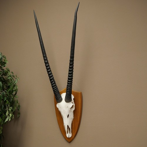 Oryx 87 cm - hl,
