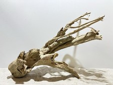 Talawa Wurzel XXL ähnlich