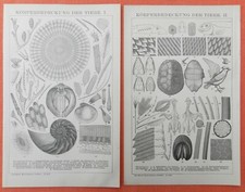 Körperbedeckung der Tiere Federn Fell Schuppen Panzer Stachel  Holzstich 1894 