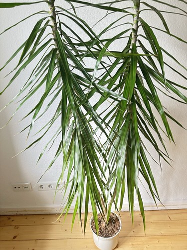 Dracaena drachenbaum - dracaena,