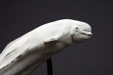Bronzefigur 'BELUGA WHALE -
