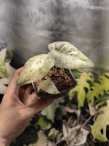 Alocasia macrorrhiza splash - macrorrhiza,