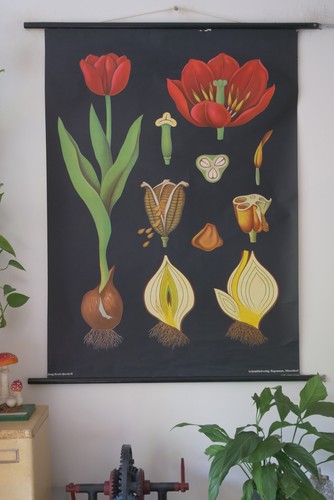 Vintage schulwandkarte tulpe - vintage,
