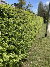 Hainbuche Buche Weißbuche (Carpinus betulus) 80-120cm, 50 Stk