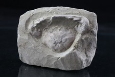 Unpräparierte Charybdis