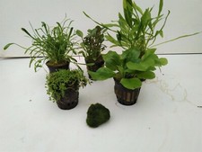 Vordergrund Set Wasserpflanzen Aquarienpflanzen 5 Töpfe +Mooskugel Geschenk