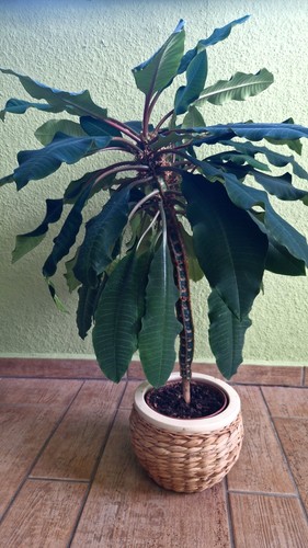 Spuckpalme madagaskarpalme - spuckpalme/madagaskarpalme,