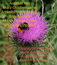 Große Eselsdistel, Onopordum acanthium, Cotton thistle, 100 seeds, samen, bienen