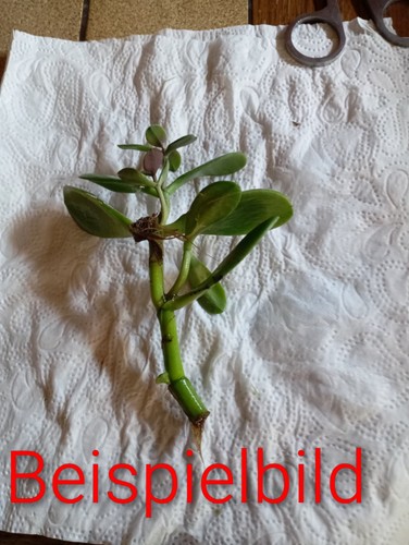 Geldbaum jade - geldbaum, ,
