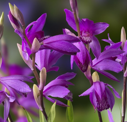 3er paket bletilla striata - 3er,