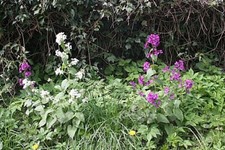 Foto 6x4 Ehrlichkeit (Lunaria